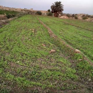لمن يرغب في عمل اي مشروع انتاج حيواني أو داجني او زراعي