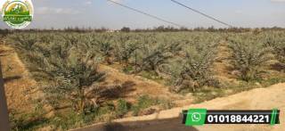 5 فدان للبيع ملك نهائي مسجله