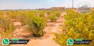 5 فدان للبيع ملك نهائي مسجله