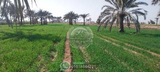 مزرعة 5 فدان للبيع