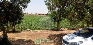 100 فدان مزروعة قمح قابله للتجزئة