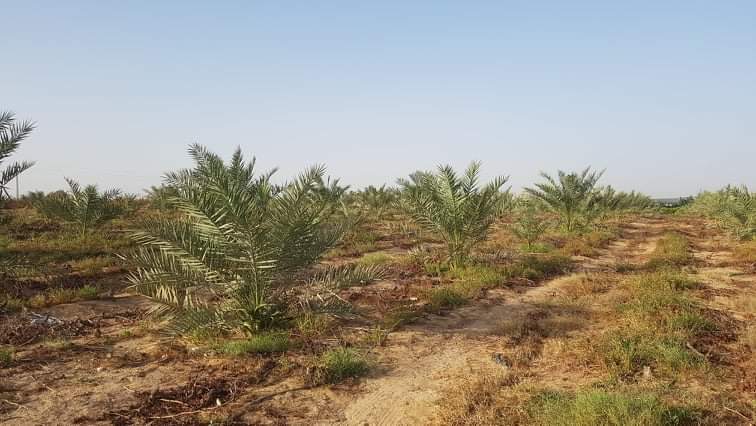 مزرعه70فدان نموذجيه ومنتجه 1