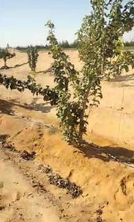 ارض 100فدان للبيع على طريق الضبعة 80فدان مزروعين