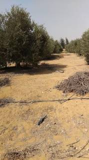 مزرعه34فدان منتجه للبيع فى وادى النطرون