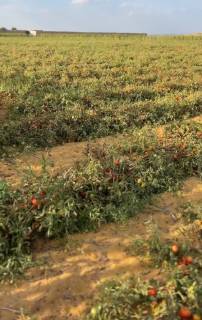 للاستثمار والهدوء مزرعه 5 افدنه مثمره مانجه وخوخ