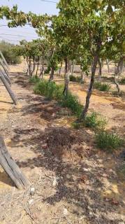 مزرعه28فدان فى وادى النطرون