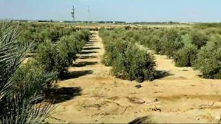 مزرعه19فدان للبيع فى وادى النطرون