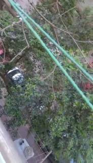 شقه مفروش للايجار فى الدقي