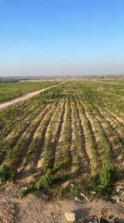 ارض زراعية بالنوبارية