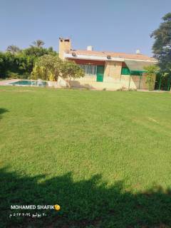 مزرعة مانجو وفيلا بالمنصوريه