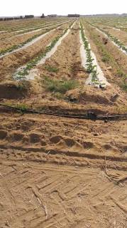 مزرعه15فدان فى وادى النطرون