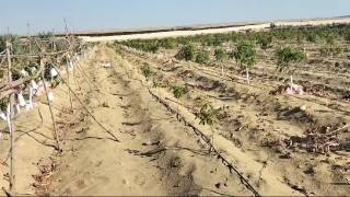 مزرعه17فدان منتجه مانجو وزيتون