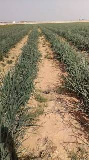 مزرعه20فدان فى وادى النطرون منطقه الاهرام