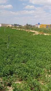 مزرعه9فدان للبيع بجوار واحه عمر