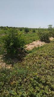مزرعه20فدان منتجه ليمون للبيع