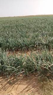 مزرعه3فدان للبيع فى وادى النطرون